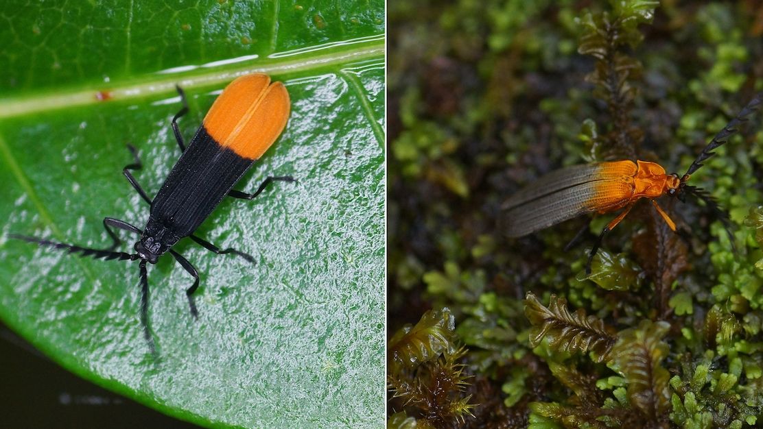 Analýzy hmyzí DNA překvapily zoology. V jediné skupině brouků odhalili tisíc nových druhů